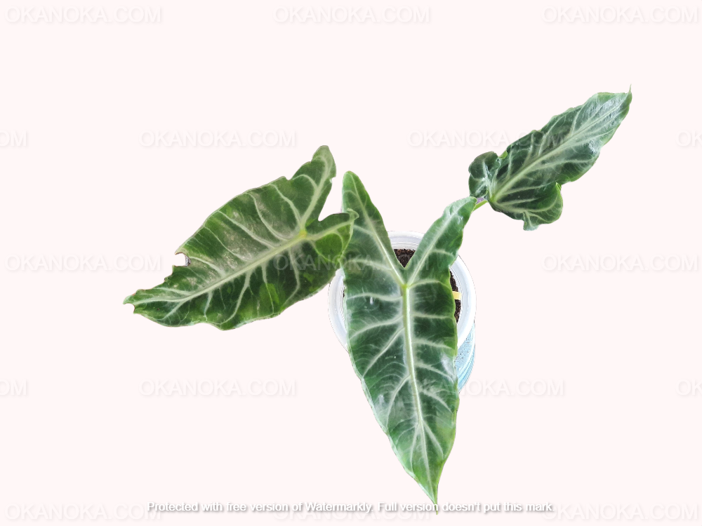 Close-up of leaf veins and variegation on Alocasia Longiloba Variegated, highlighting tropical texture.
