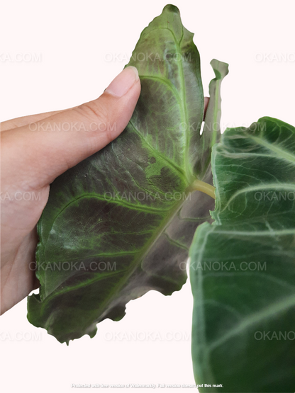 Hand holding Alocasia Longiloba Variegated with prominent cream and green streaked leaves against a pink background.