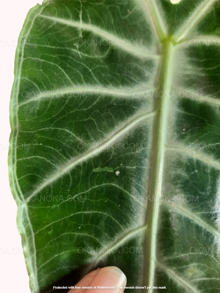 Top view of Alocasia Longiloba Variegated showing detailed variegation patterns on arrow-shaped leaves.