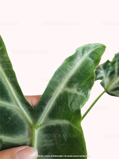 Alocasia Longiloba Variegated potted in black container, vibrant variegated leaves visible from above.