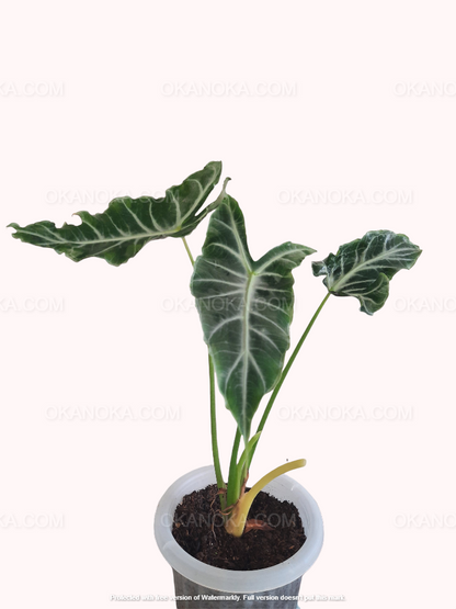 Full plant display of Alocasia Longiloba Variegated in a pot, showcasing leaf structure and natural beauty.