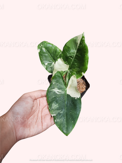 Alocasia Macrorrhiza Variegated, Alocasia Amazonica, live plants, rare plants, live alocasia, rare alocasia, outdoor plants, indoor plants, houseplants, jungle plants, forest plants, urban plants, plants make people happy, plants make me happy, plants, plant lovers, alocasia club, alocasia lovers