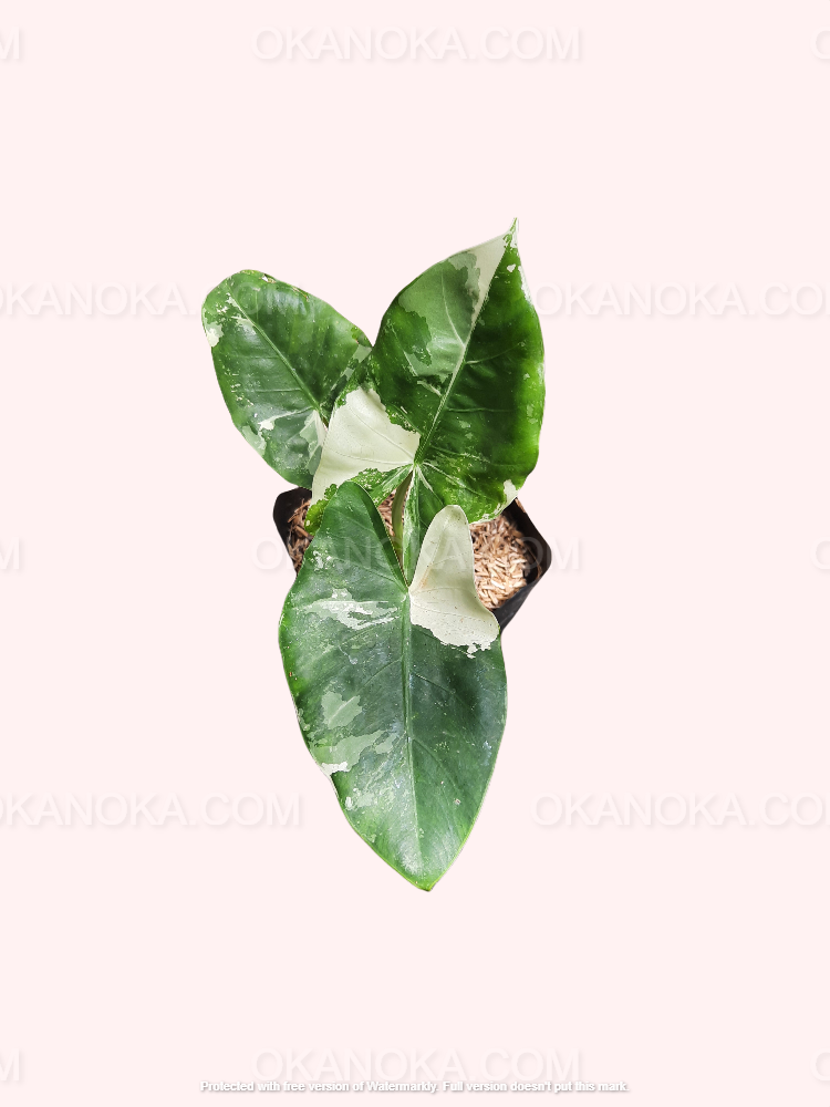 Alocasia Macrorrhiza Variegated, Alocasia Amazonica, live plants, rare plants, live alocasia, rare alocasia, outdoor plants, indoor plants, houseplants, jungle plants, forest plants, urban plants, plants make people happy, plants make me happy, plants, plant lovers, alocasia club, alocasia lovers