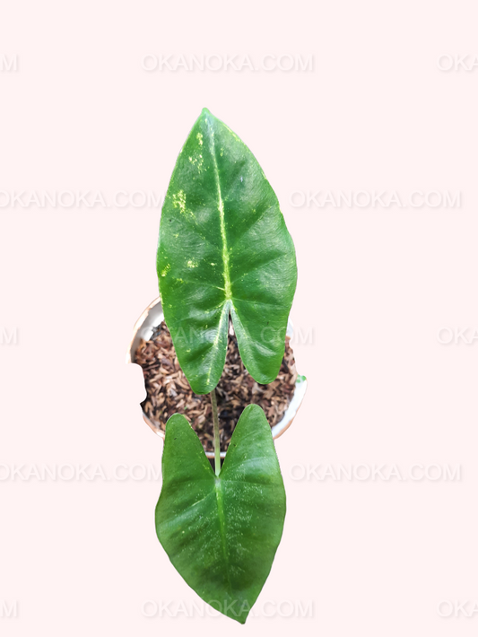 Alocasia New Guinea Gold side view showing full leaf structure and healthy foliage.