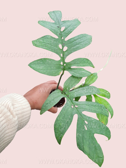 Hand holding Amydrium Green showing its deep green leaves and natural fenestrations.