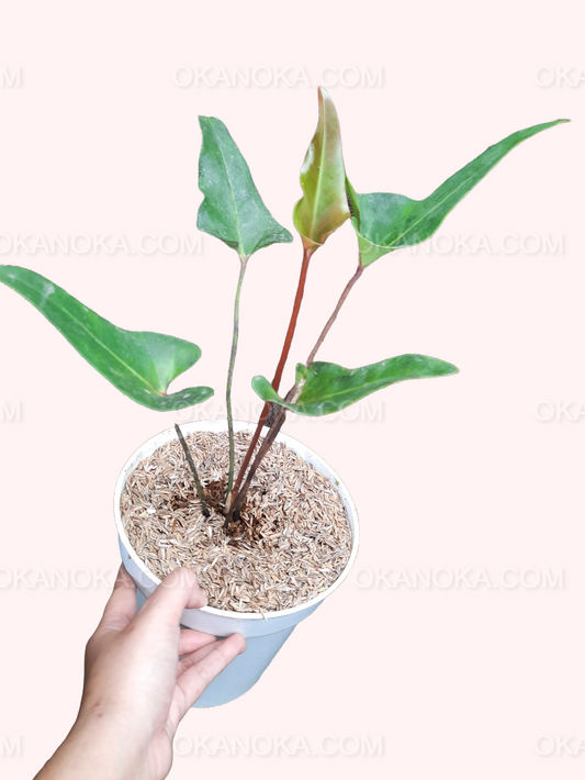 Top view of Anthurium Cerrobaulense showing its glossy, deep green heart-shaped leaves.