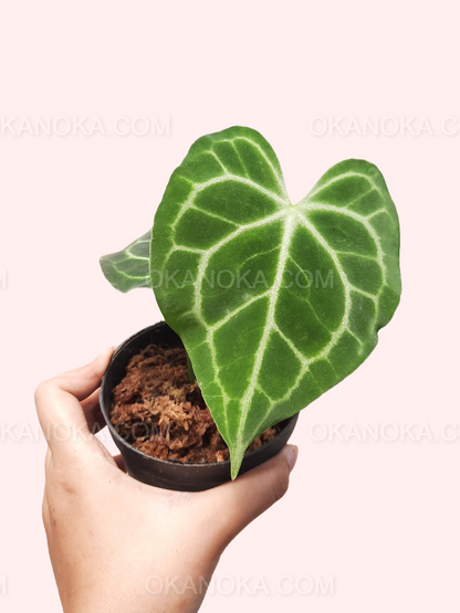 Side view showing miniature upright growth and vibrant tropical leaves.