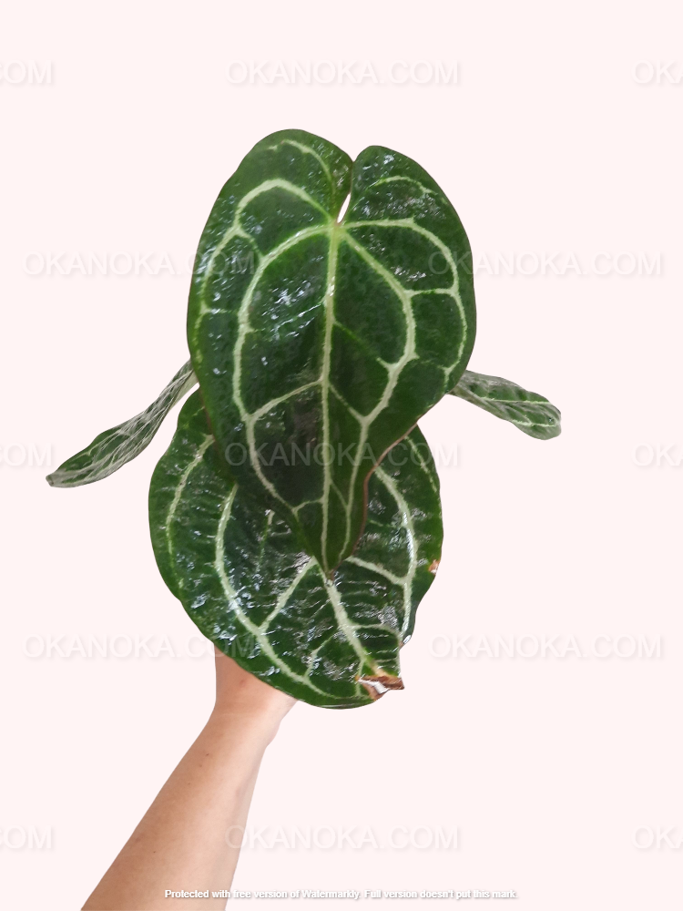 anthurium crystallinum for sale SALE Anthurium Crystallinum – Okanoka