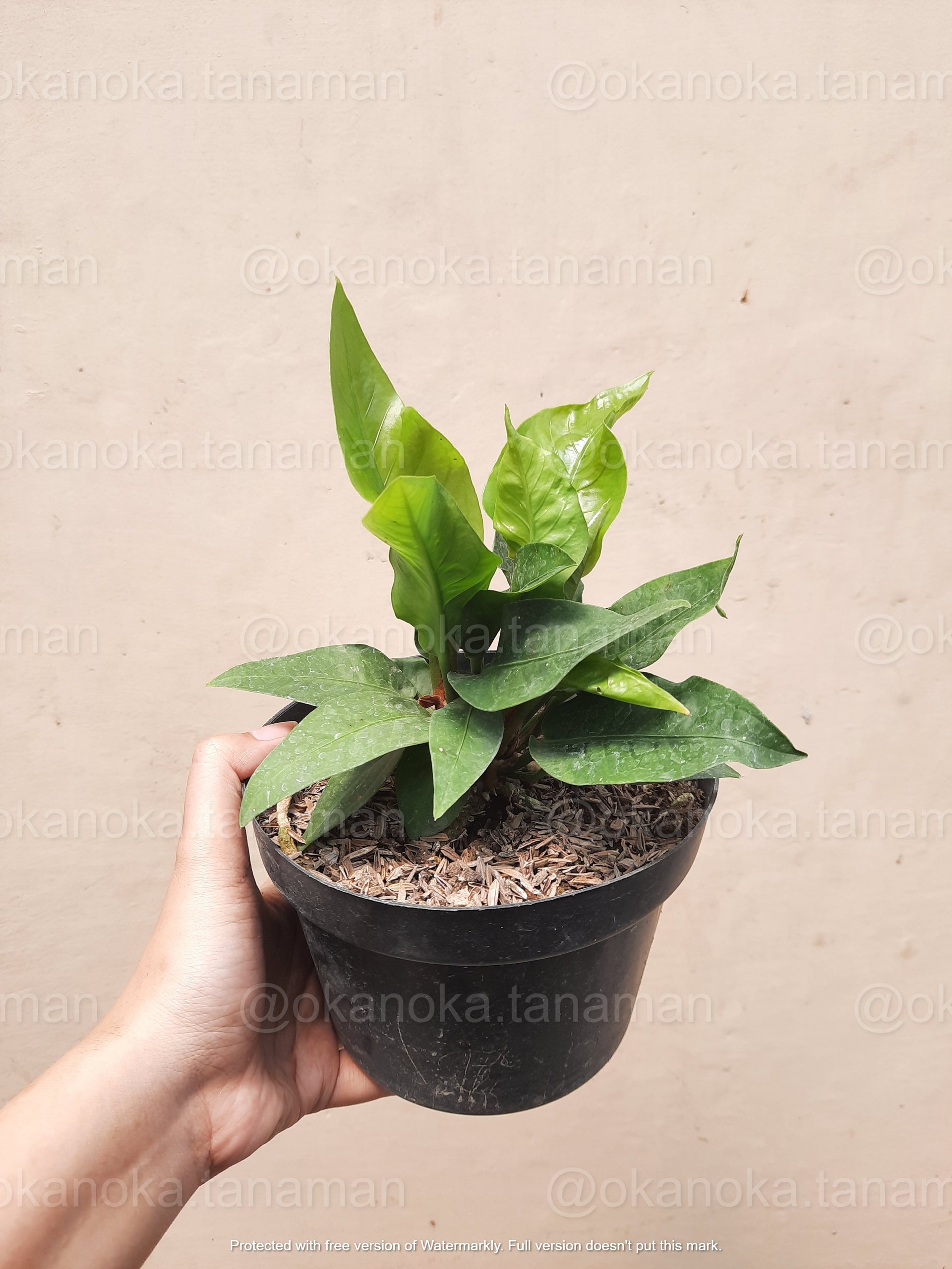 anthurium hookeri size Anthurium Hookeri – Okanoka