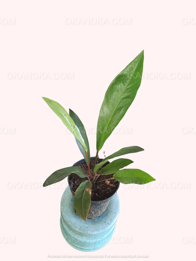 Close-up of Anthurium Hookeri Black leaves, highlighting the dark green texture and vein pattern.