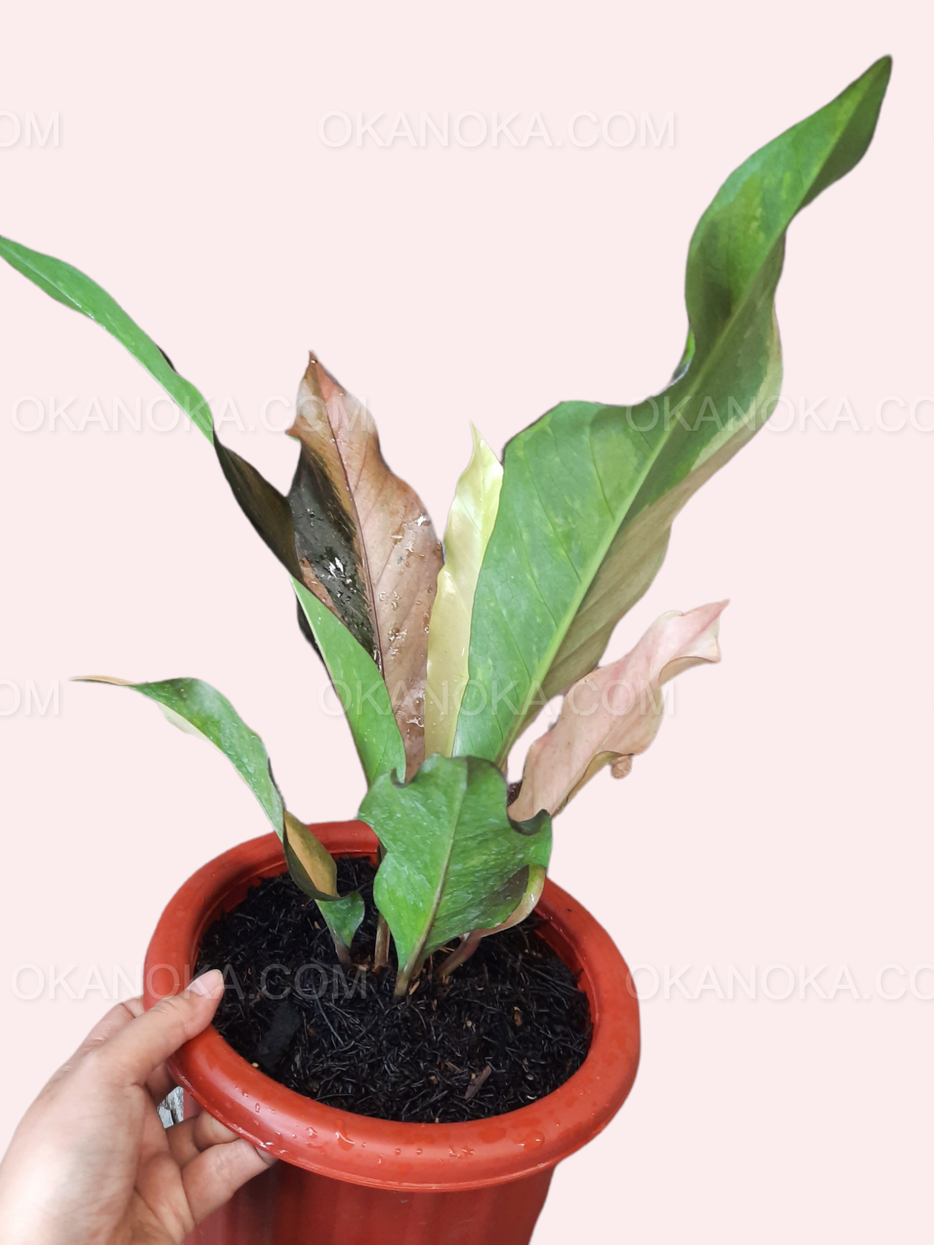 Close-up of Anthurium Hookeri Pink Medium leaf showing pink and green variegation