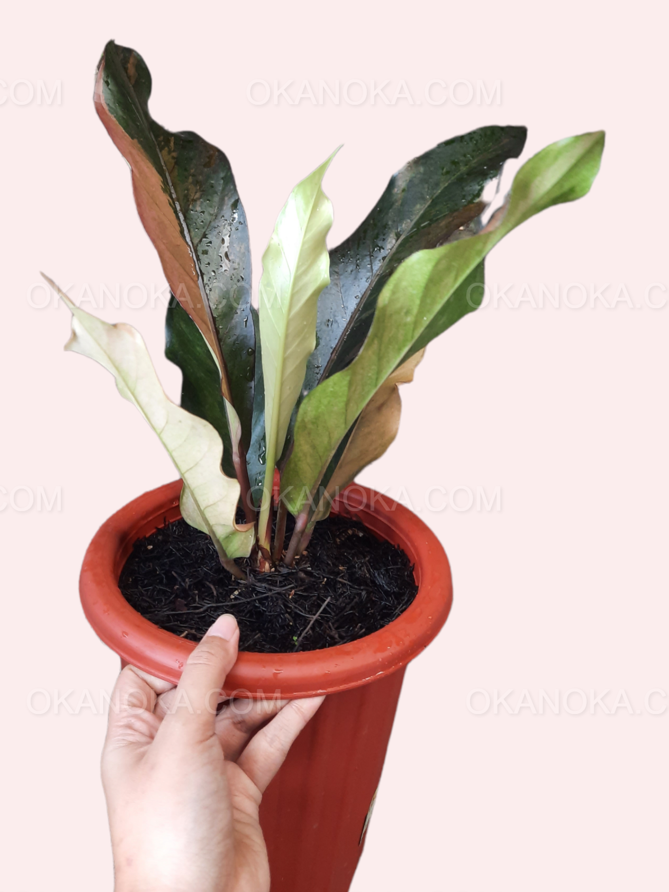 Side view of Anthurium Hookeri Pink Medium in pot highlighting foliage shape and size