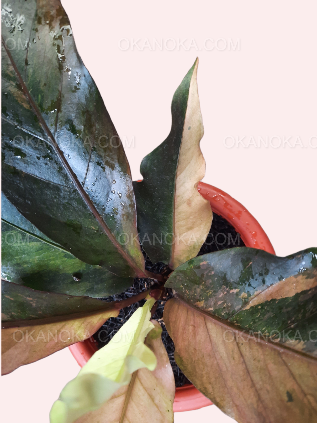 Top view of Anthurium Hookeri Pink Medium showcasing the leaf arrangement and colors