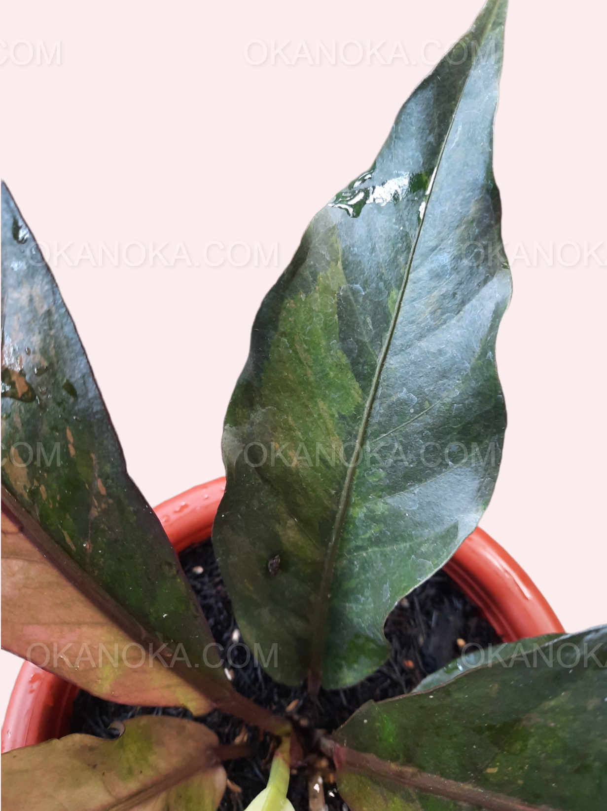 Anthurium Hookeri Pink Medium stunning tropical indoor plant with lush variegated leaves.