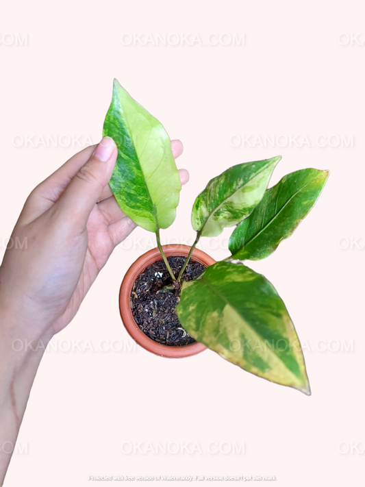 Top view of Anthurium Hookeri Pink Tricolor with vibrant pink and green leaves in a small black pot held in hand.