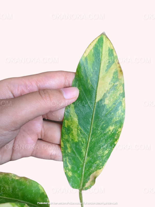 Anthurium Hookeri Pink Tricolor in natural light showing pink, green, and cream variegation on leaves.