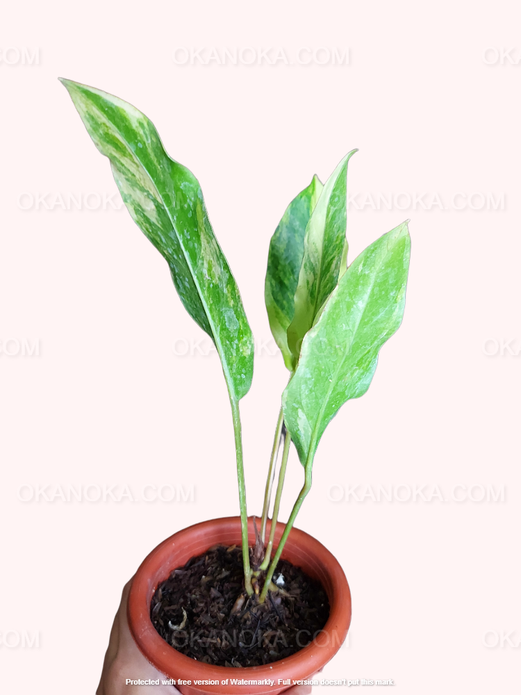 Plant displayed in hanging planter highlighting vibrant pink and green tricolor foliage.