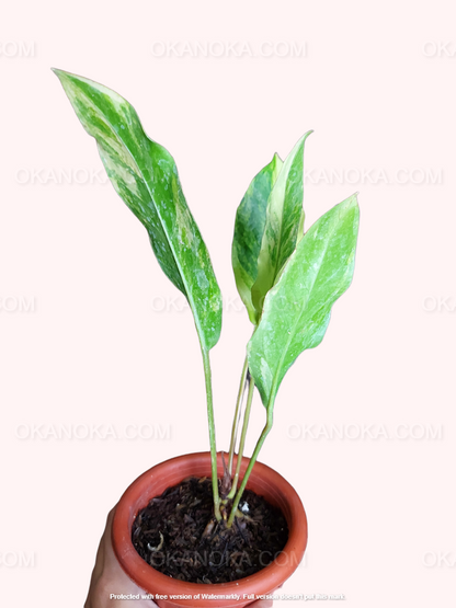 Plant displayed in hanging planter highlighting vibrant pink and green tricolor foliage.