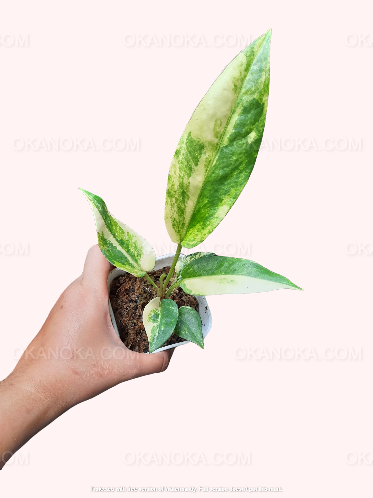Hand holding a young Anthurium Hookeri Variegated in a white pot against a soft pastel background, showing long marbled green and cream leaves.