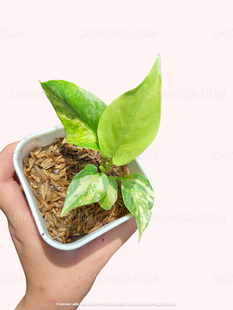Close-up of Anthurium Hookeri Variegated in a small square pot filled with chunky medium, supported by a hand, highlighting fresh variegated foliage.