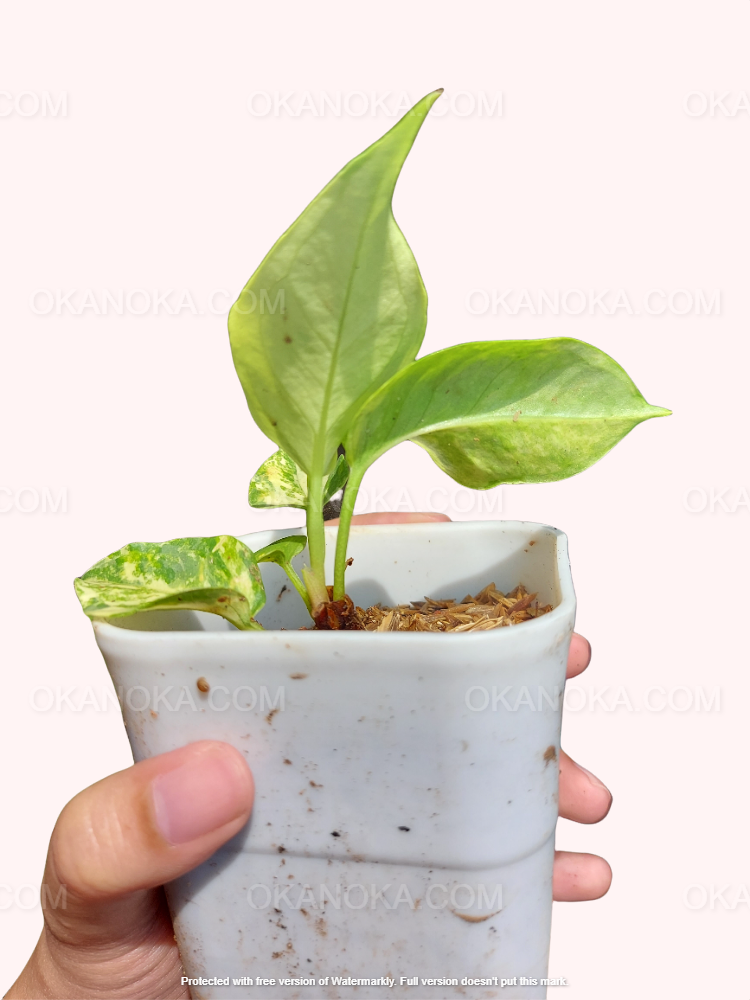 Anthurium Hookeri Variegated in a speckled white ceramic pot held in one hand, displaying several upright variegated leaves on a clean light backdrop.