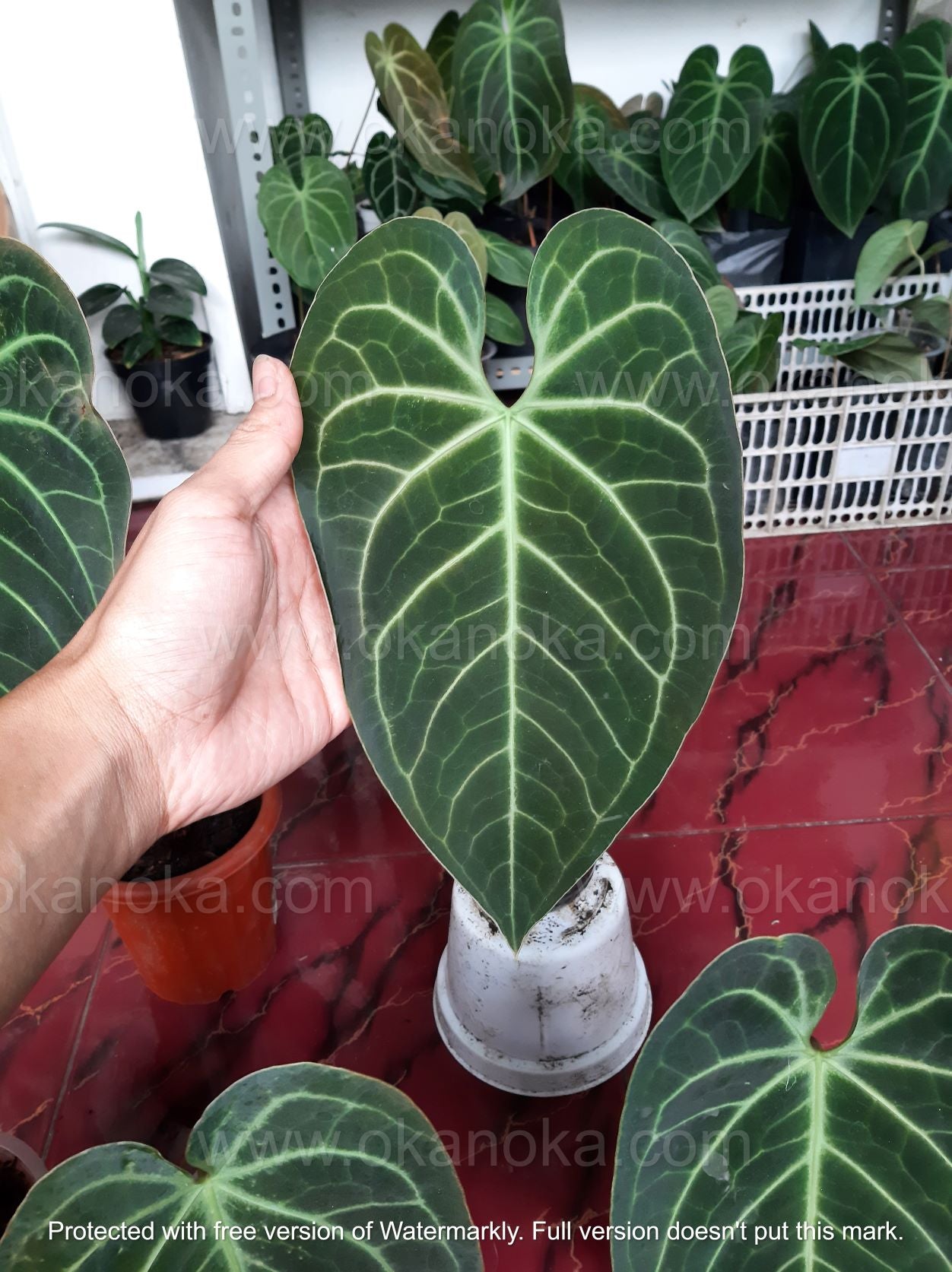 Hand holding Anthurium Magnificum Hybrid displaying heart-shaped foliage and detailed venation.