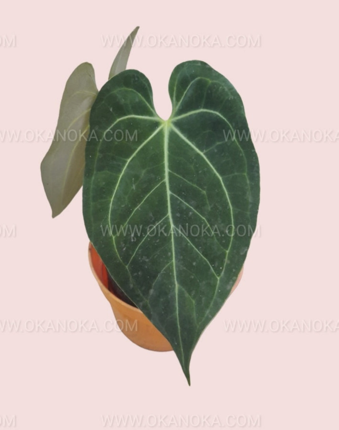 Close-up of Anthurium Magnificum Hybrid Norte leaf showing velvety texture and prominent white venation.