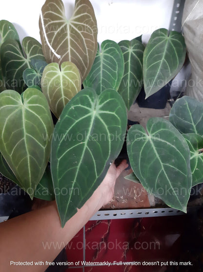 Close-up detail of Anthurium Magnificum Hybrid Verde Small leaf showing texture and white veins on deep green surface