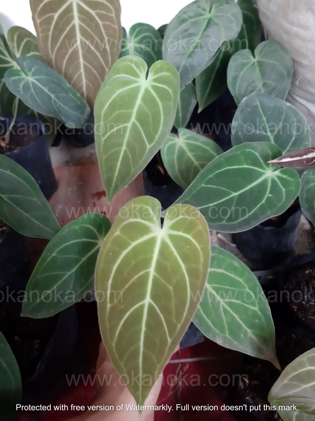 Side view of Anthurium Magnificum Hybrid Verde Small showing multiple heart-shaped leaves and compact size