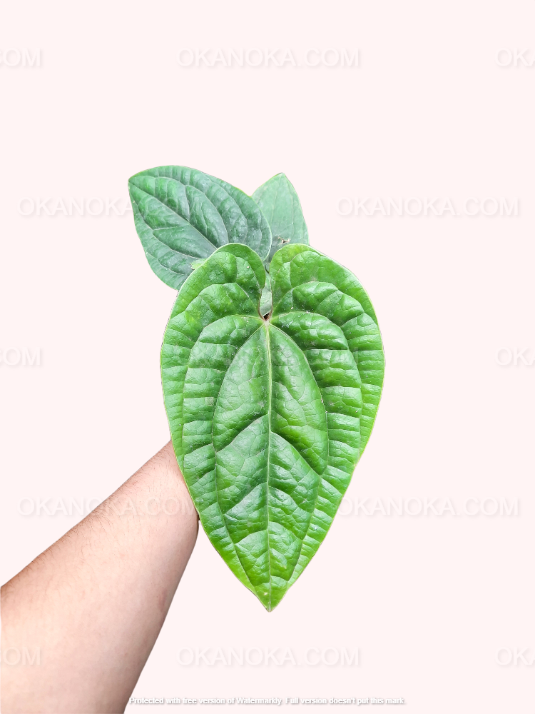 Anthurium Radicans, Anthurium Jenmanii Yellow Variegated, Anthurium Crystallinum Minahasa, anthurium dark leaves, anthurium crystallinum hybrid live plants, Anthurium Clarinervium, live plants, rare plants, live anthurium, rare anthurium, outdoor plants, indoor plants, houseplants, forest plants, jungle plants, tropical plants, anthurium hybrid plants, live anthurium clarinervium plants, anthurium lovers, plants make me happy, plants make people happy, plant lovers, anthurium lovers