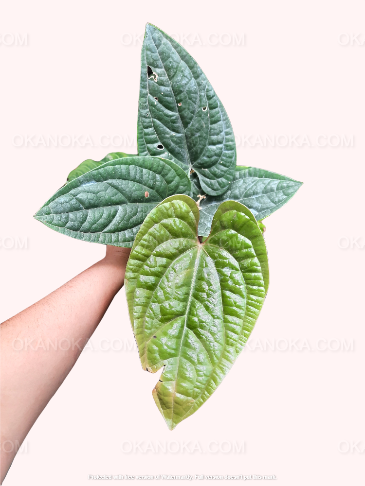 Anthurium Radicans, Anthurium Jenmanii Yellow Variegated, Anthurium Crystallinum Minahasa, anthurium dark leaves, anthurium crystallinum hybrid live plants, Anthurium Clarinervium, live plants, rare plants, live anthurium, rare anthurium, outdoor plants, indoor plants, houseplants, forest plants, jungle plants, tropical plants, anthurium hybrid plants, live anthurium clarinervium plants, anthurium lovers, plants make me happy, plants make people happy, plant lovers, anthurium lovers