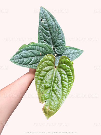 Anthurium Radicans, Anthurium Jenmanii Yellow Variegated, Anthurium Crystallinum Minahasa, anthurium dark leaves, anthurium crystallinum hybrid live plants, Anthurium Clarinervium, live plants, rare plants, live anthurium, rare anthurium, outdoor plants, indoor plants, houseplants, forest plants, jungle plants, tropical plants, anthurium hybrid plants, live anthurium clarinervium plants, anthurium lovers, plants make me happy, plants make people happy, plant lovers, anthurium lovers