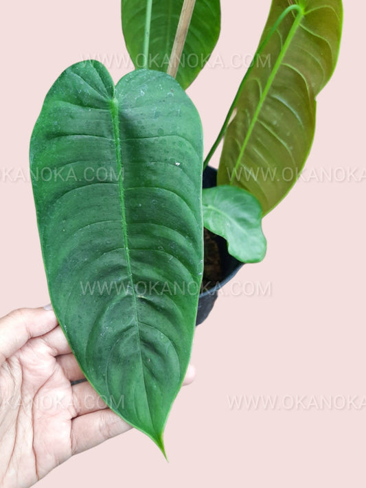 Top view of Anthurium Veitchii Small showing lush, ribbed leaves in deep green.