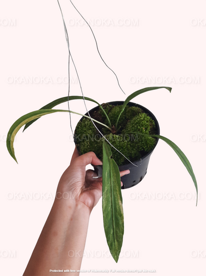 Anthurium Vittarifolium Variegated – angled close-up highlighting distinct variegation patterns on mature leaves.