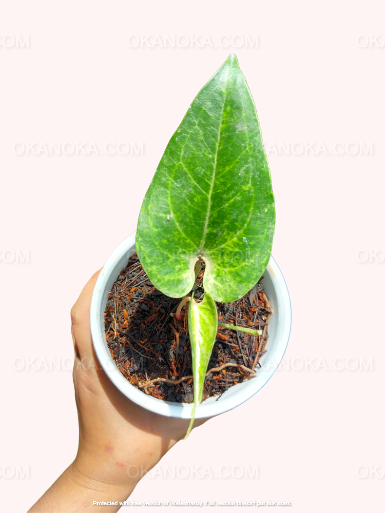Anthurium Watermaliense – deep green elongated tropical houseplant in a small pot, held in hand.