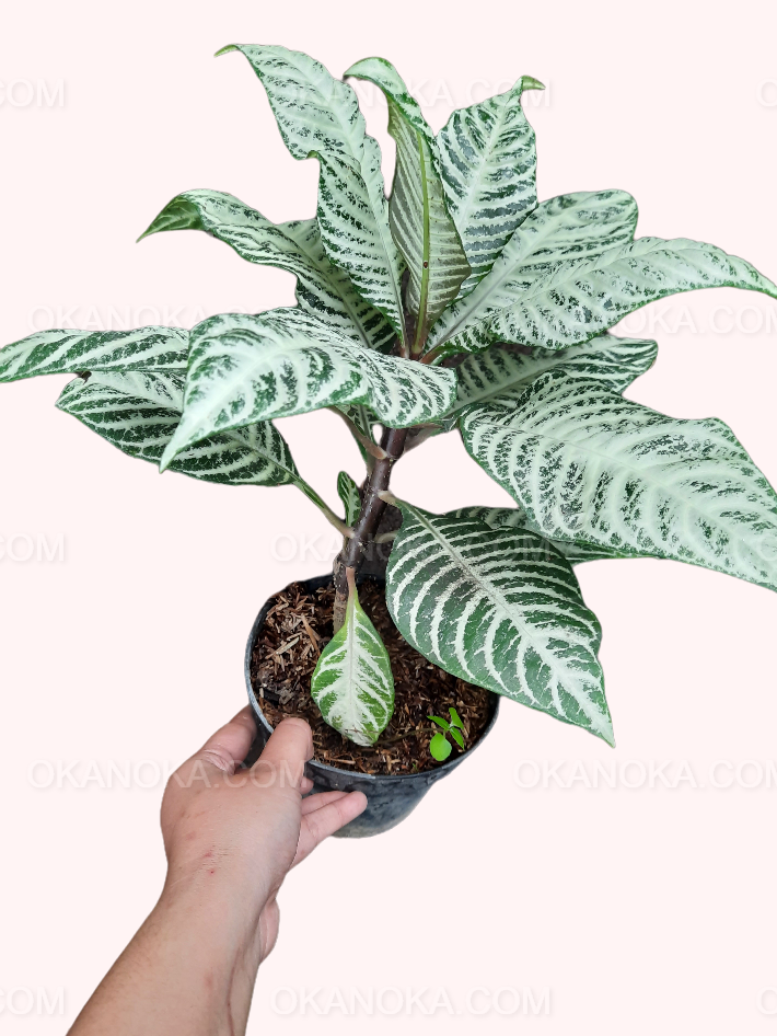 Top-down view highlighting the white-veined foliage of Aphelandra Snow White.