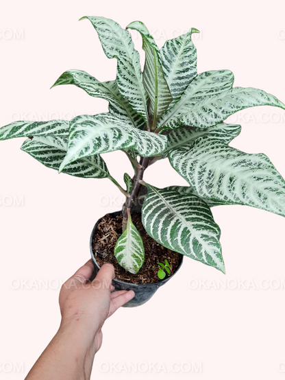 Top-down view highlighting the white-veined foliage of Aphelandra Snow White.