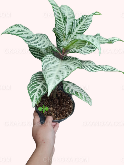 Close-up of Aphelandra Snow White leaves showing dense, decorative patterns.