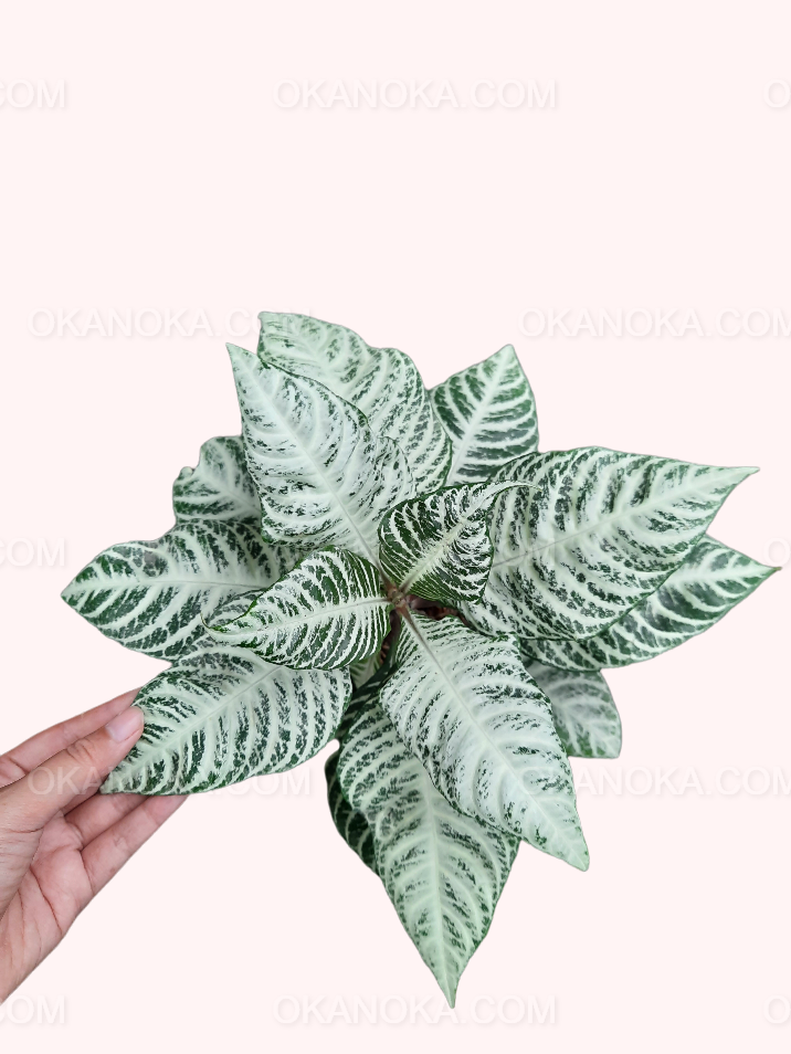 Hand holding Aphelandra Squarrosa Snow White showing glossy green leaves with bold white veins.