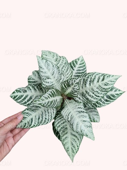Hand holding Aphelandra Squarrosa Snow White showing glossy green leaves with bold white veins.
