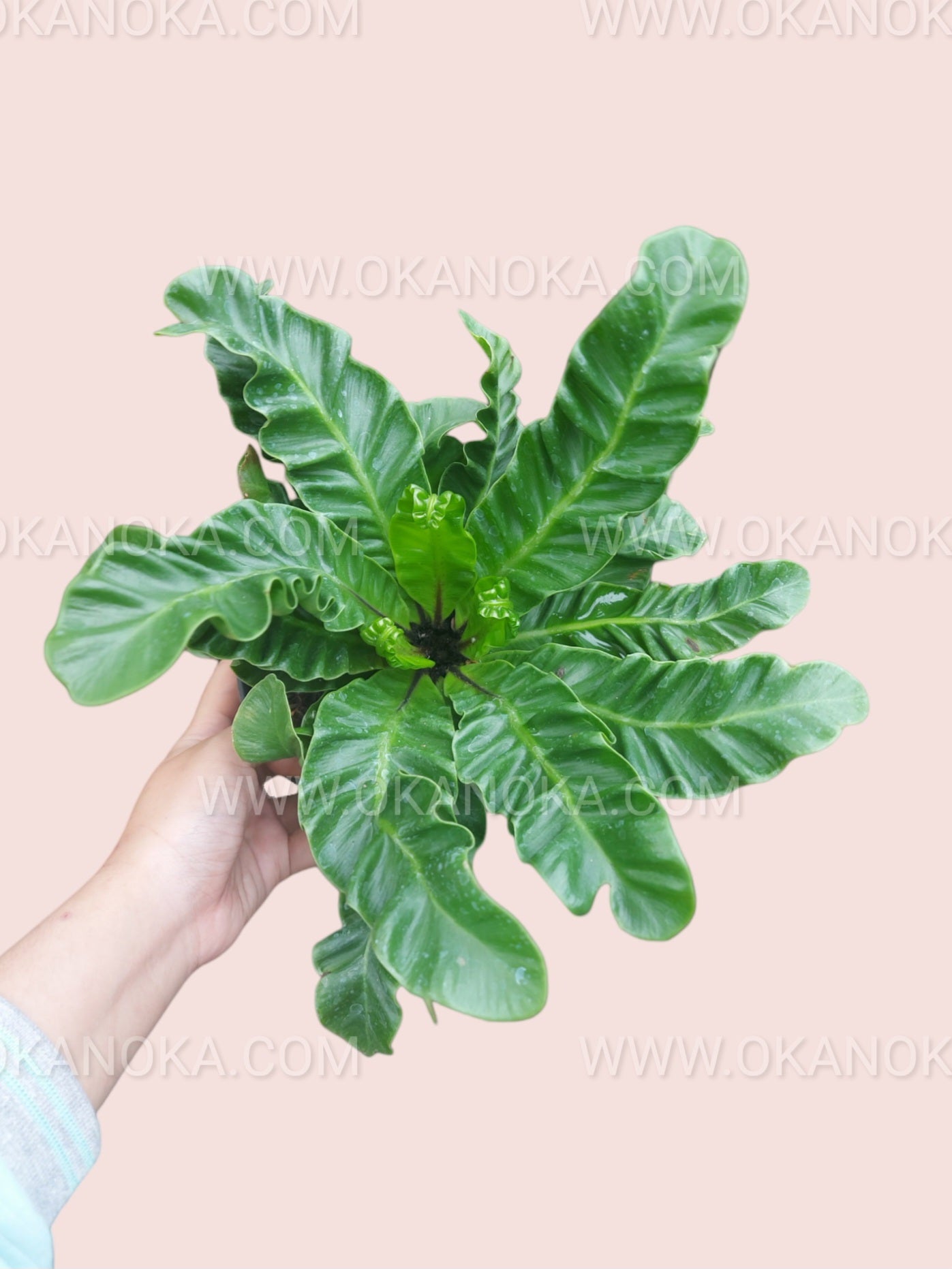 Close-up of Asplenium Lasagna showing detailed texture of wavy, layered foliage.