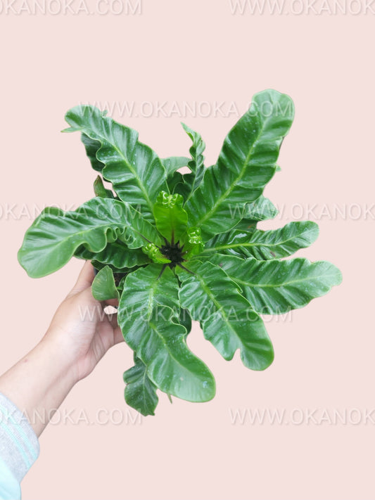 Close-up of Asplenium Lasagna showing detailed texture of wavy, layered foliage.