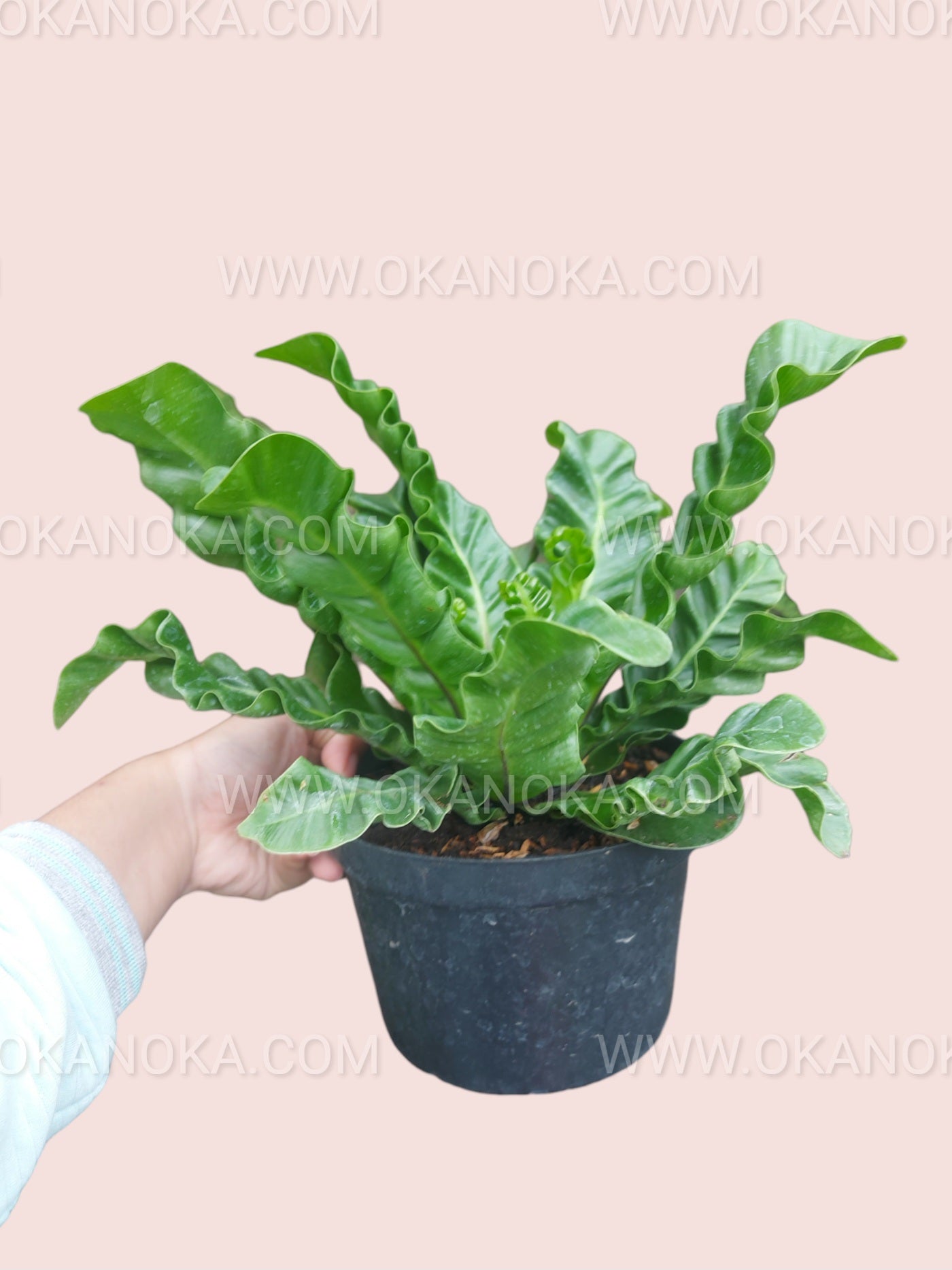 Hand holding Asplenium Lasagna with lush green wavy leaves in a small black pot.