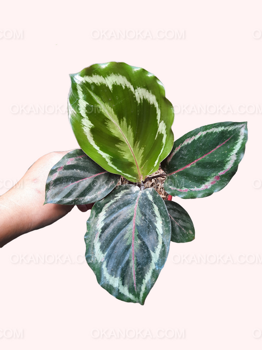 Hand holding a Calathea Medalion live plant with vibrant patterned leaves in pot