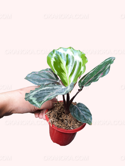 Top view of Calathea Medalion showcasing intricate green and silvery leaf patterns.