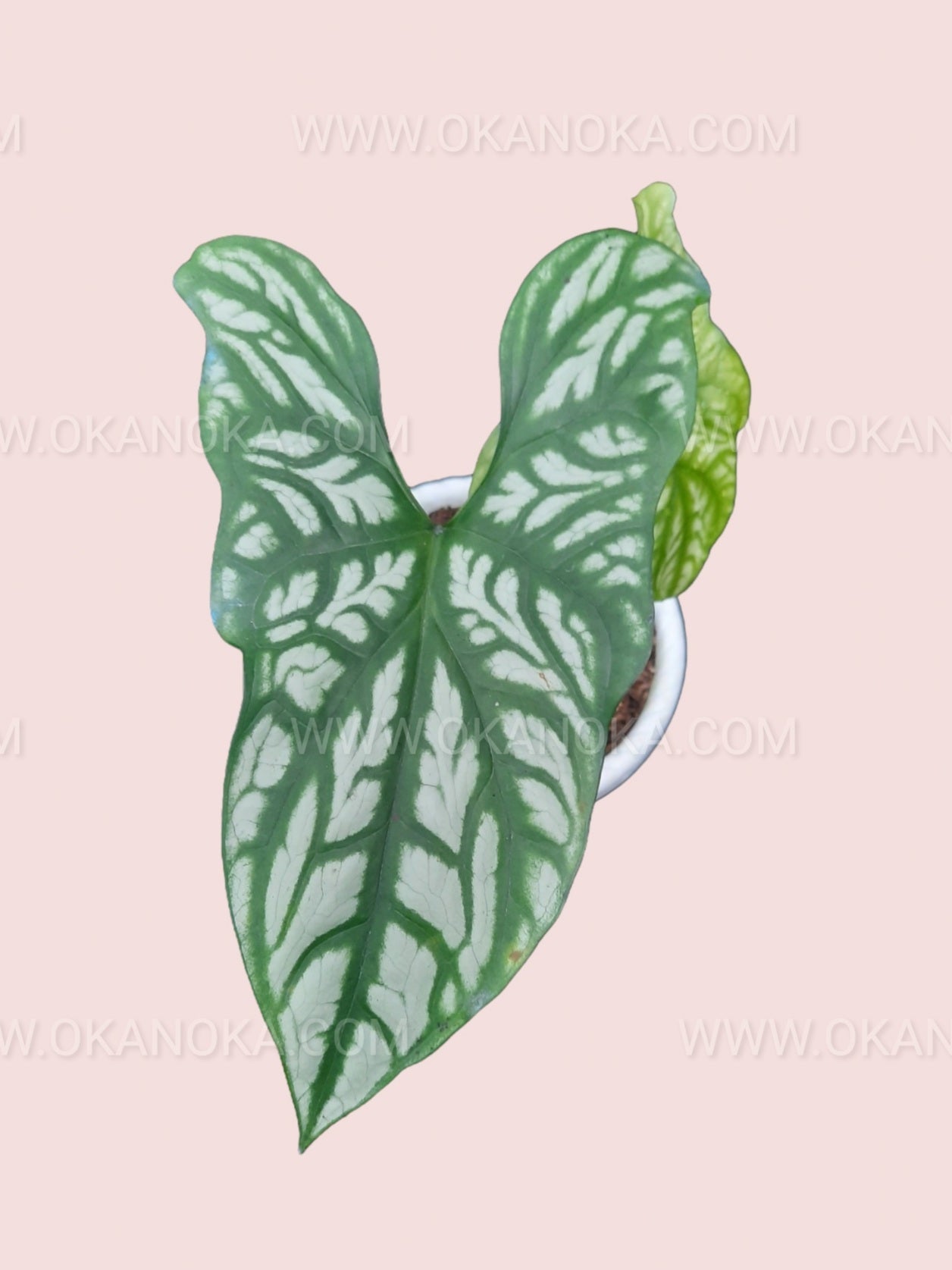 Side angle showing new growth emerging on the plant.