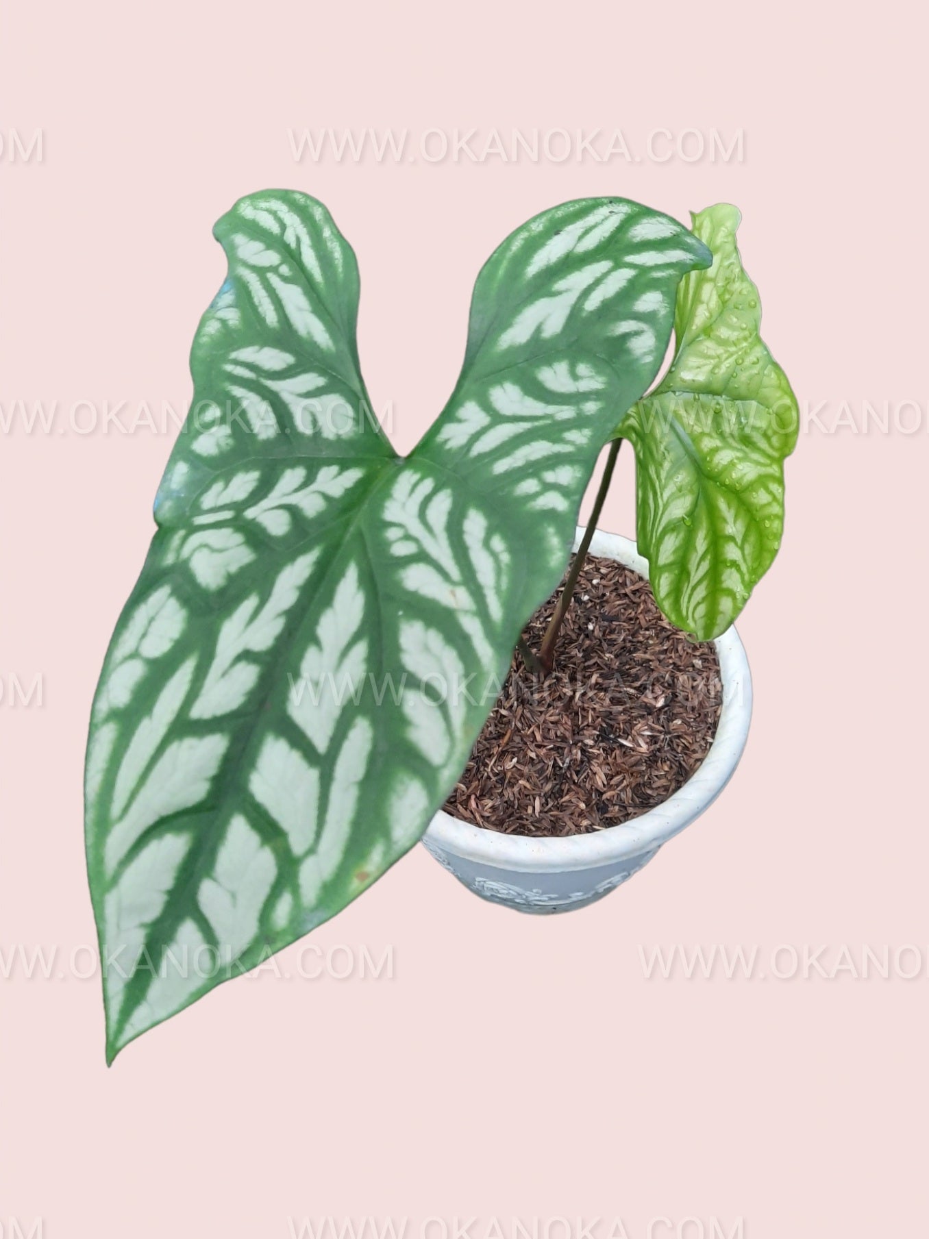 Top view of the plant in a small pot showing multiple healthy leaves.