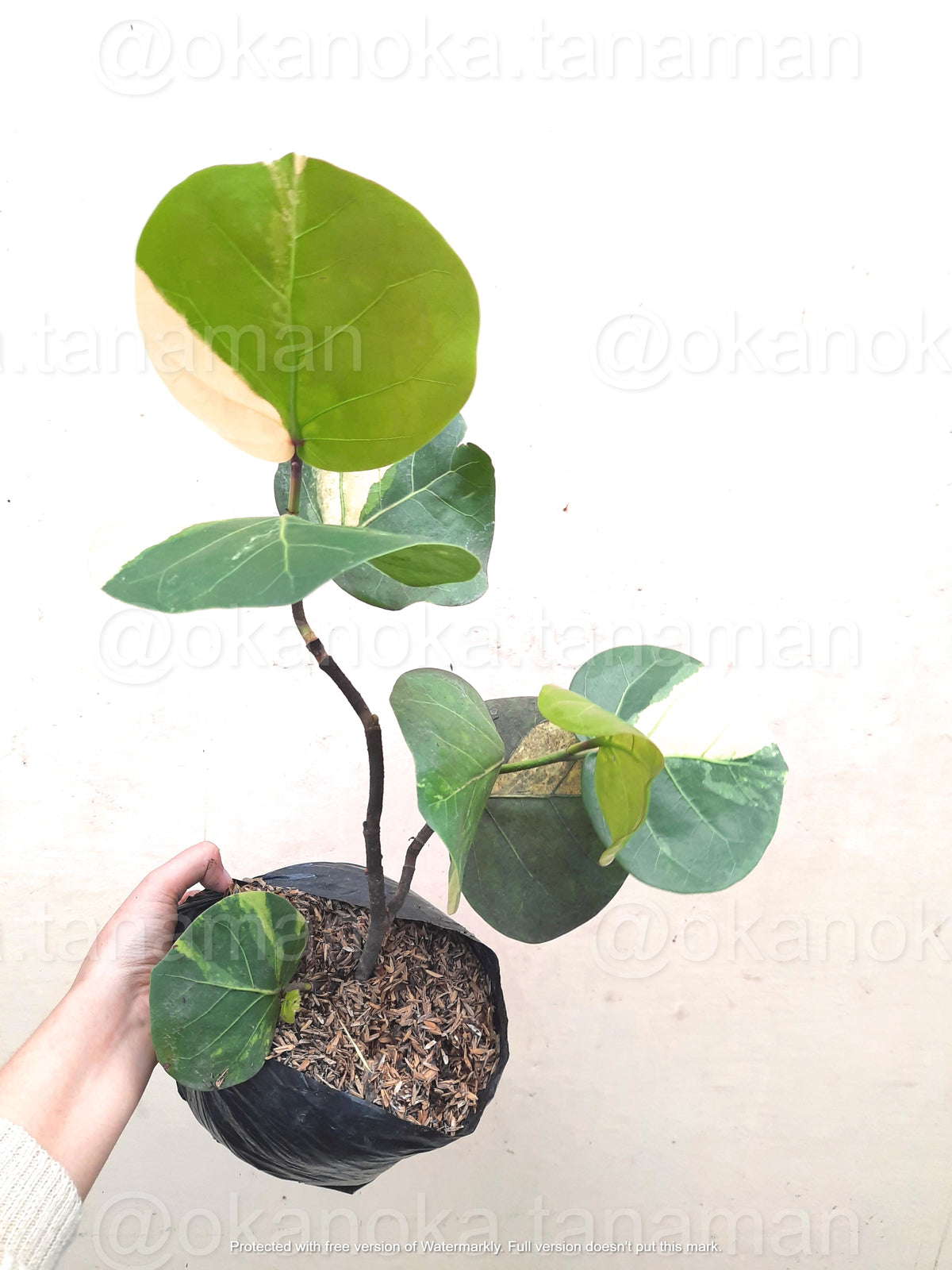 Cocioba Rares Coccoloba Variegated Rare Plant – Okanoka