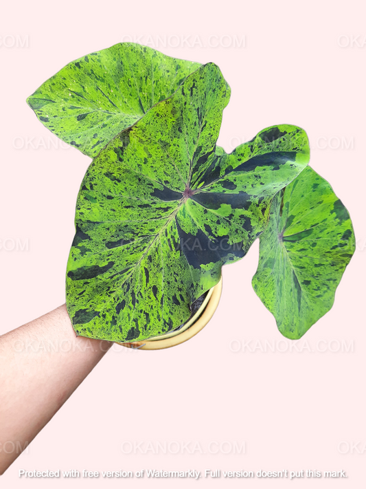 Top view of Colocasia Esculenta Mojito showing large variegated green leaves in a black pot.