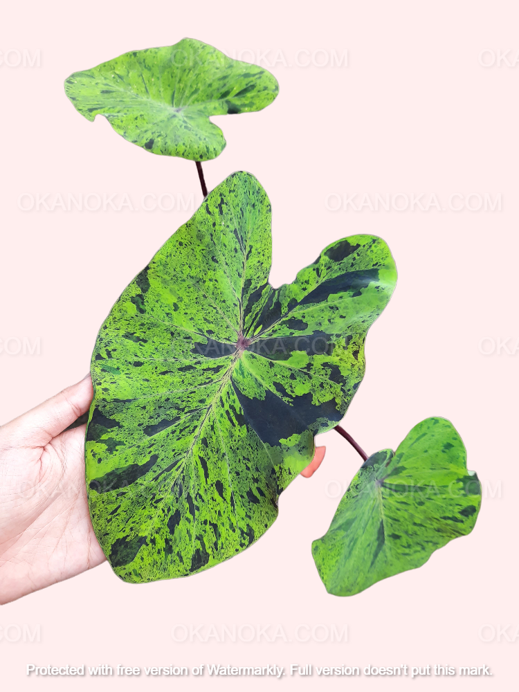 Hand holding Colocasia Esculenta Mojito, highlighting bold arrow-shaped leaves with speckled variegation.